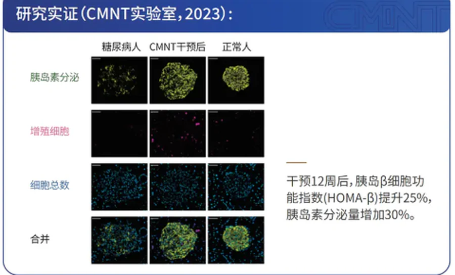 CMNT 实验室胰岛细胞研究实证。